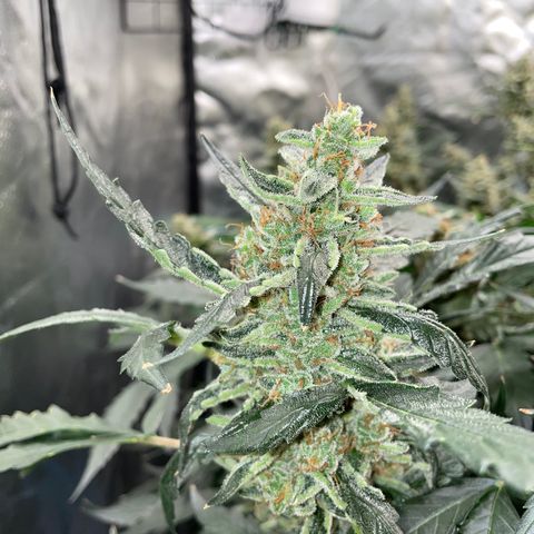 Moby dick XXL  [auto] growlog timeline photo