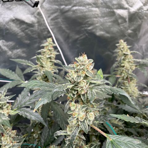 Moby dick XXL  [auto] growlog timeline photo