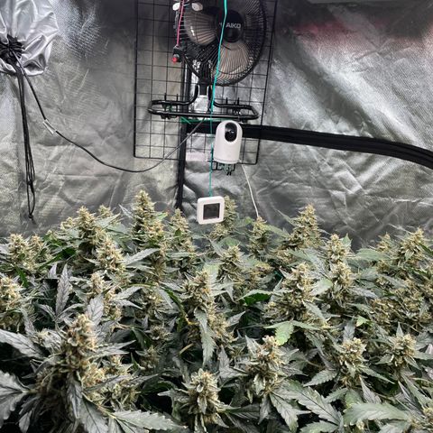 Moby dick XXL  [auto] growlog timeline photo