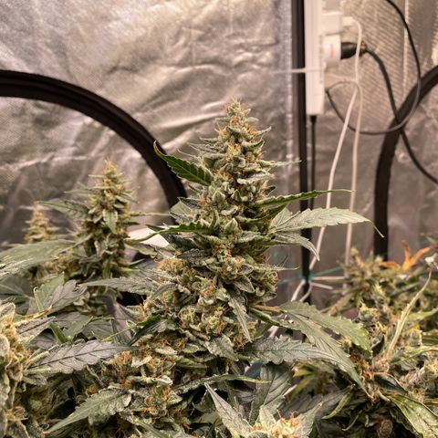 Moby dick XXL  [auto] growlog timeline photo