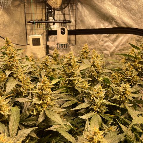 Moby dick XXL  [auto] growlog timeline photo