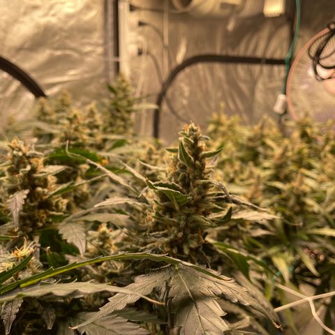 Moby dick XXL  [auto] growlog timeline photo