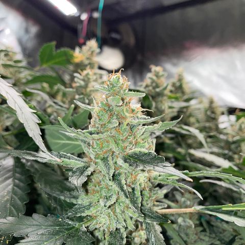 Moby dick XXL  [auto] growlog timeline photo
