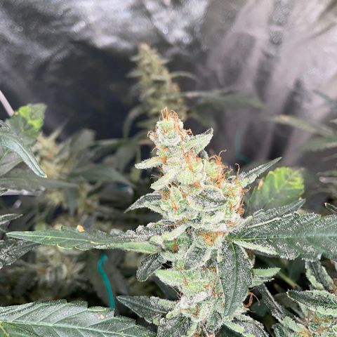 Moby dick XXL  [auto] growlog timeline photo
