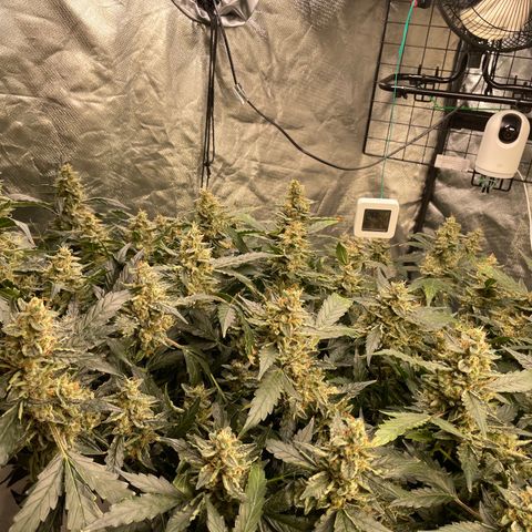Moby dick XXL  [auto] growlog timeline photo