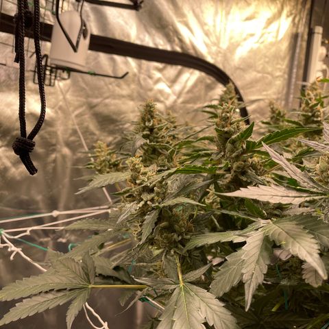 Moby dick XXL  [auto] growlog timeline photo