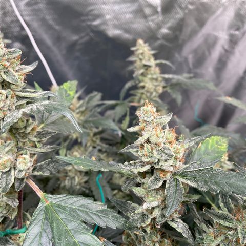 Moby dick XXL  [auto] growlog timeline photo