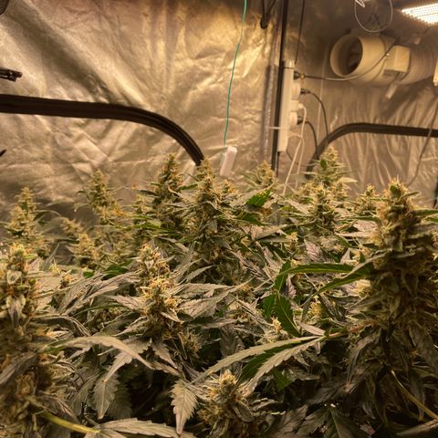 Moby dick XXL  [auto] growlog timeline photo