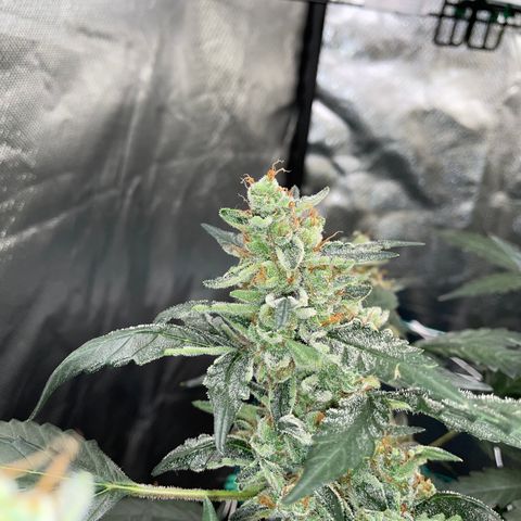 Moby dick XXL  [auto] growlog timeline photo