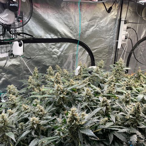 Moby dick XXL  [auto] growlog timeline photo