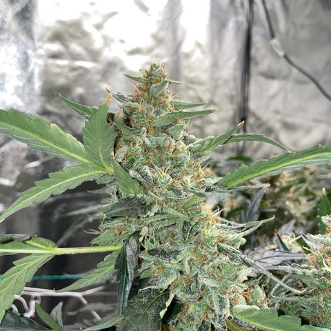 Moby dick XXL  [auto] growlog timeline photo