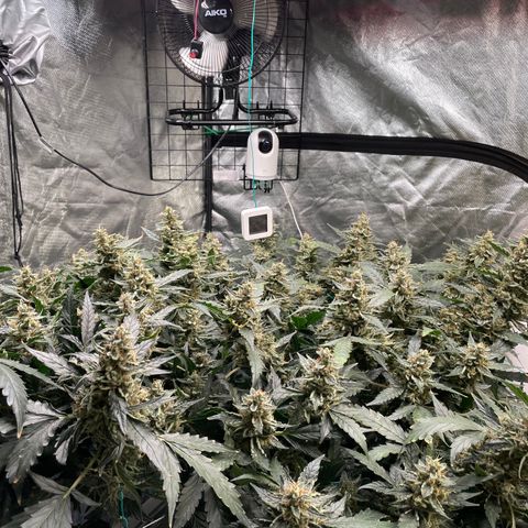 Moby dick XXL  [auto] growlog timeline photo