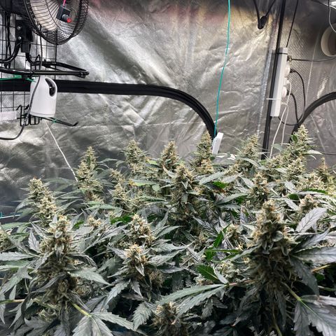 Moby dick XXL  [auto] growlog timeline photo