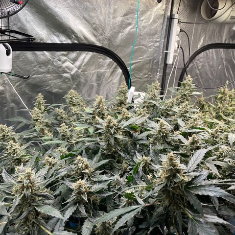 Moby dick XXL  [auto] growlog timeline photo