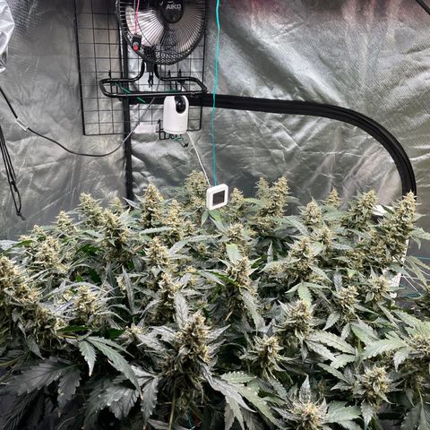 Moby dick XXL  [auto] growlog timeline photo