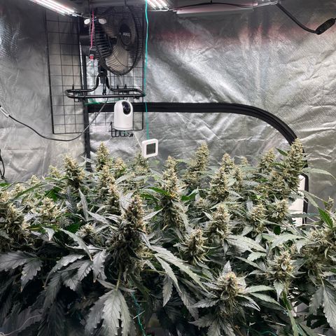 Moby dick XXL  [auto] growlog timeline photo