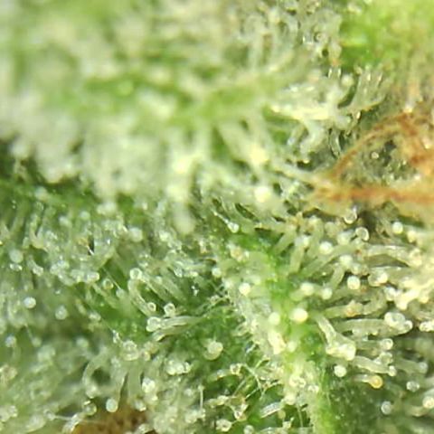 Moby dick XXL  [auto] growlog timeline photo