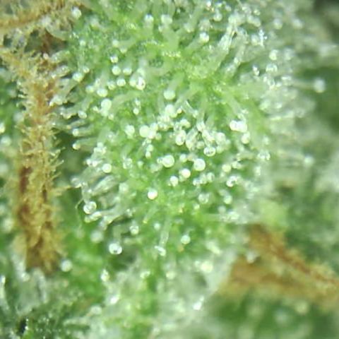 Moby dick XXL  [auto] growlog timeline photo