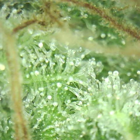 Moby dick XXL  [auto] growlog timeline photo