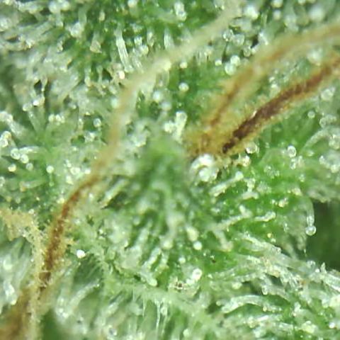 Moby dick XXL  [auto] growlog timeline photo