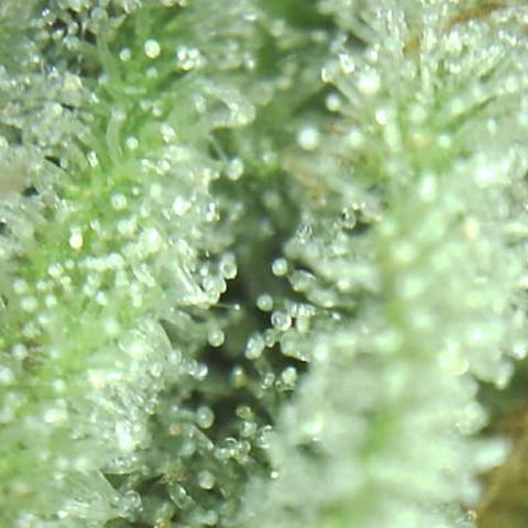 Moby dick XXL  [auto] growlog timeline photo
