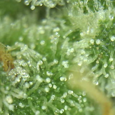 Moby dick XXL  [auto] growlog timeline photo