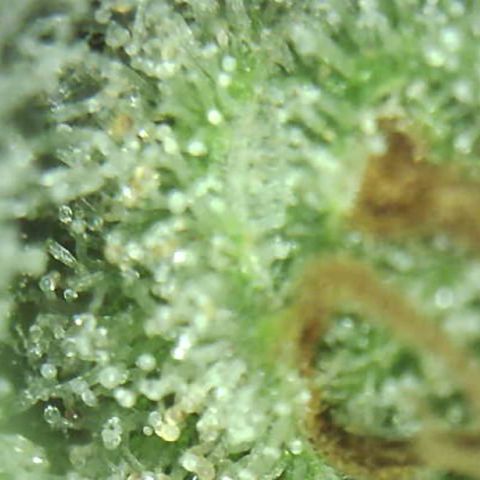 Moby dick XXL  [auto] growlog timeline photo