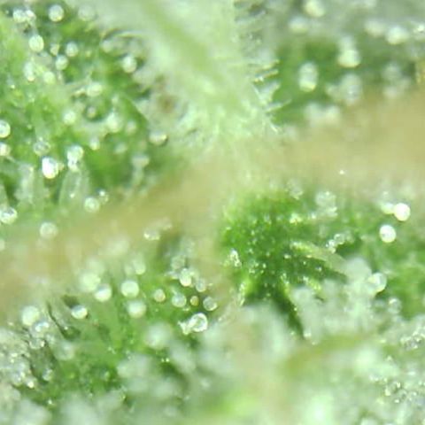 Moby dick XXL  [auto] growlog timeline photo