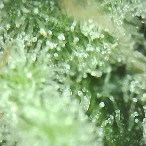 Moby dick XXL  [auto] growlog timeline photo
