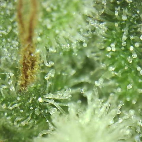 Moby dick XXL  [auto] growlog timeline photo