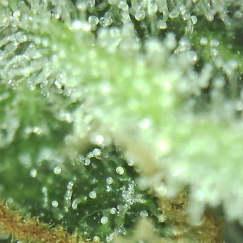 Moby dick XXL  [auto] growlog timeline photo