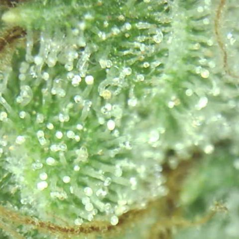 Moby dick XXL  [auto] growlog timeline photo