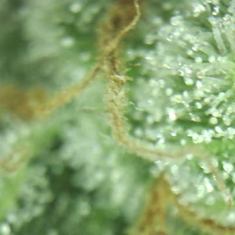 Moby dick XXL  [auto] growlog timeline photo