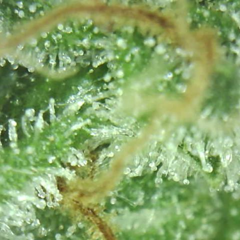 Moby dick XXL  [auto] growlog timeline photo