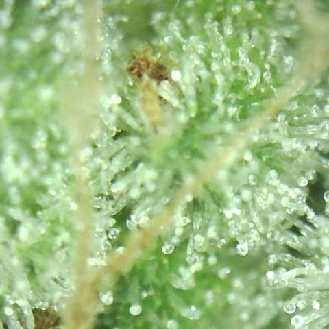 Moby dick XXL  [auto] growlog timeline photo