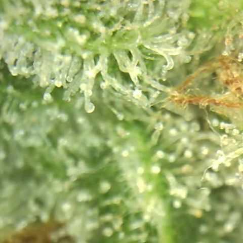 Moby dick XXL  [auto] growlog timeline photo