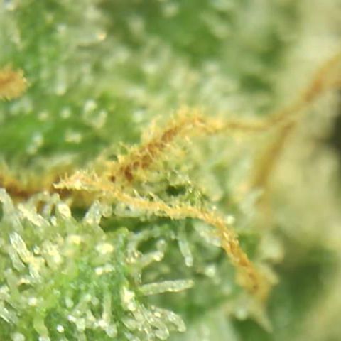 Moby dick XXL  [auto] growlog timeline photo