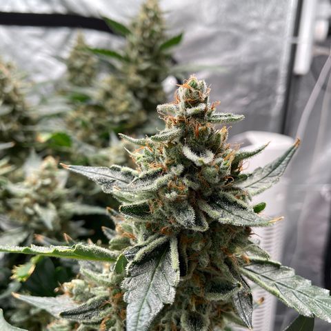 Moby dick XXL  [auto] growlog timeline photo