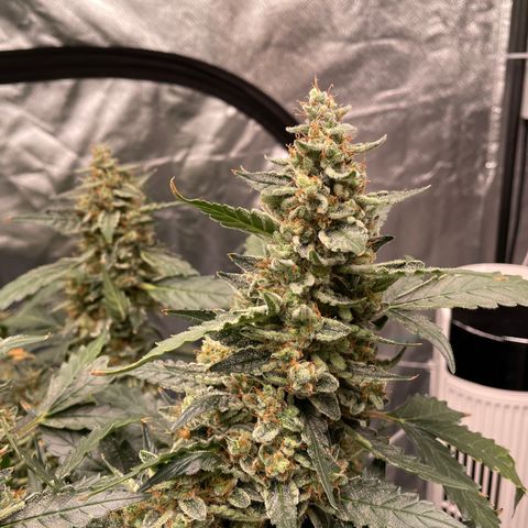 Moby dick XXL  [auto] growlog timeline photo
