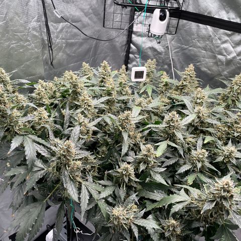 Moby dick XXL  [auto] growlog timeline photo