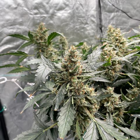 Moby dick XXL  [auto] growlog timeline photo