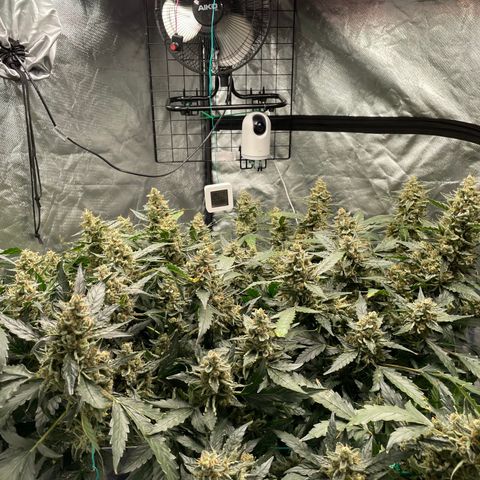 Moby dick XXL  [auto] growlog timeline photo