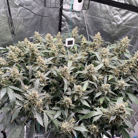 Moby dick XXL  [auto] growlog timeline photo