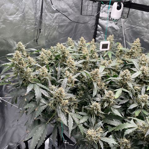 Moby dick XXL  [auto] growlog timeline photo