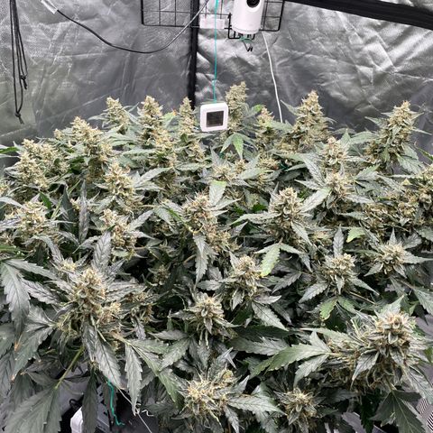 Moby dick XXL  [auto] growlog timeline photo