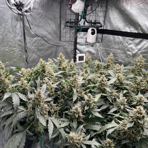 Moby dick XXL  [auto] growlog timeline photo
