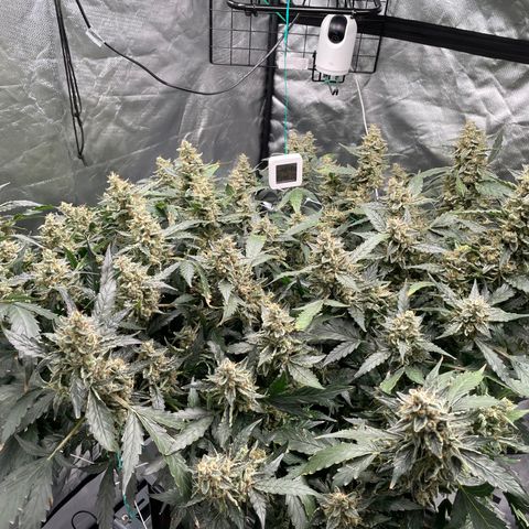 Moby dick XXL  [auto] growlog timeline photo
