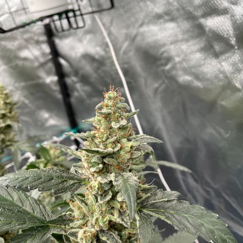 Moby dick XXL  [auto] growlog timeline photo