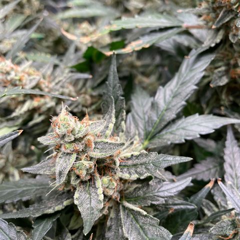 Moby dick XXL  [auto] growlog timeline photo