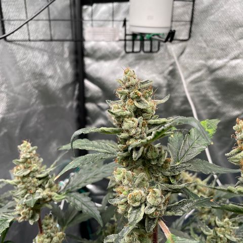 Moby dick XXL  [auto] growlog timeline photo